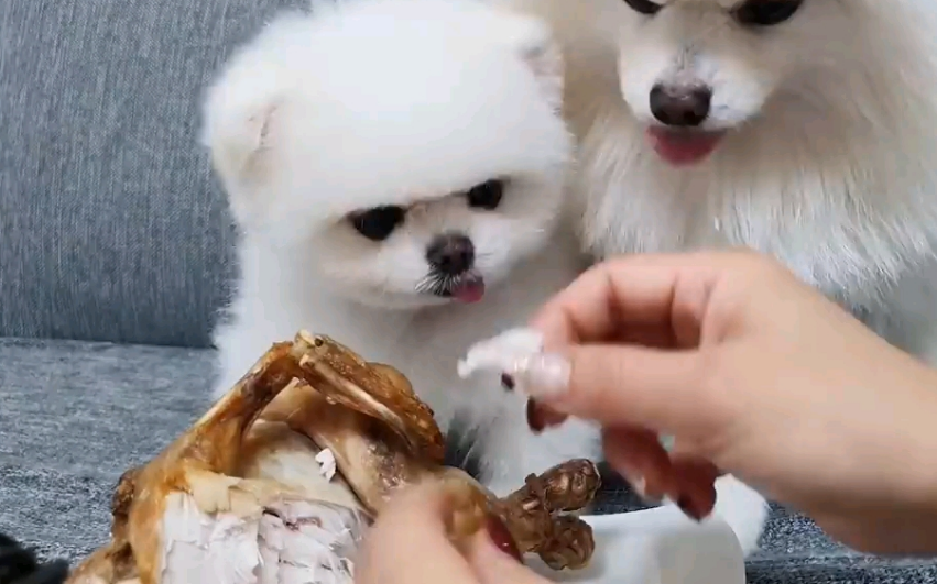 博美不能吃哪些东西