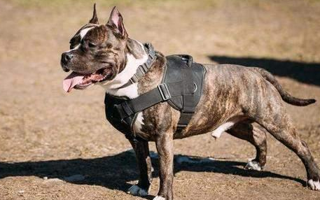 上海城市禁养犬种