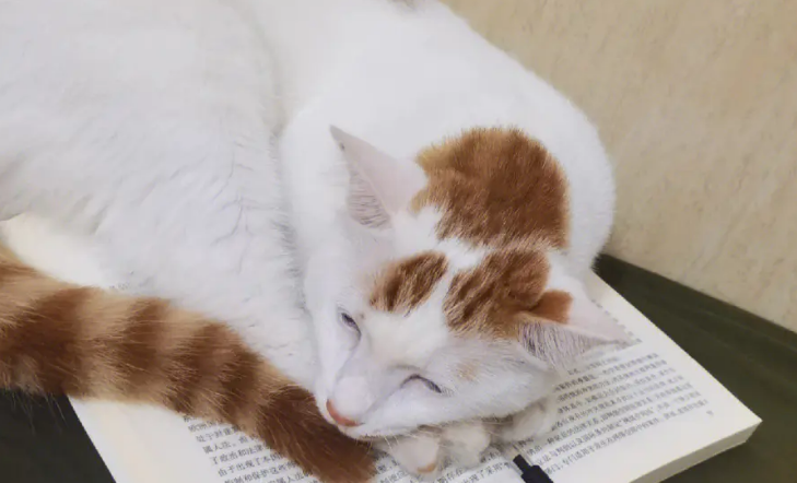 为什么猫咪坐在书上睡觉