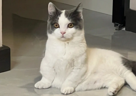 猫咪脊椎受损后腿无力