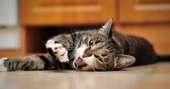 猫腹水临死前的15个征兆 猫腹水临死前的15个征兆
