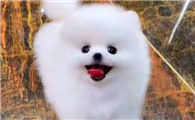 5一6个月博美犬图片