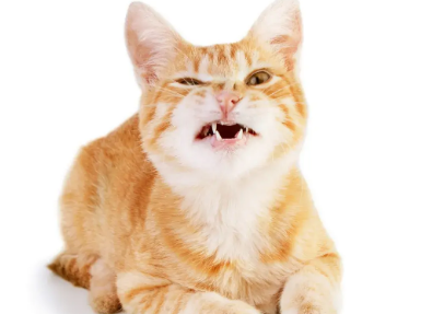 猫咪咳嗽吃速诺还是多西环素