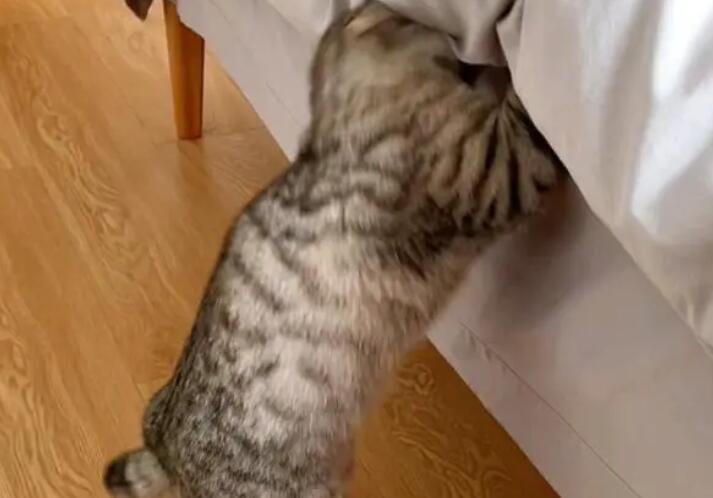 猫咪为什么咬你的被子呢 猫咪为什么咬你的被子呢