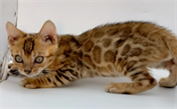 孟加拉豹猫适合新手养吗