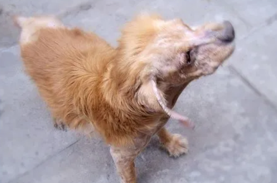 狗毛为什么会变成硬疙瘩 狗毛为什么会变成硬疙瘩