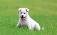 狗狗可不可以吃龙眼肉