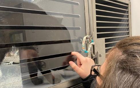 猫咪因太黏人竟被退养,网友霸气领养! 猫咪因太黏人竟被退养,网友霸气领养!