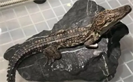 宠物小鳄鱼多少元一只