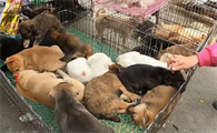 无锡猫狗市场在哪里