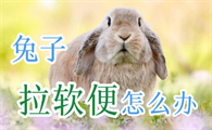 兔子拉软便 精神很好