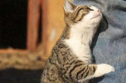 猫咪突然蹭额头是为什么呢 猫咪突然蹭额头是为什么呢