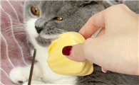 猫菠萝蜜中毒