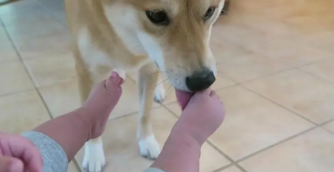 狗狗为什么舔宝宝的脚丫子 狗狗为什么舔宝宝的脚丫子
