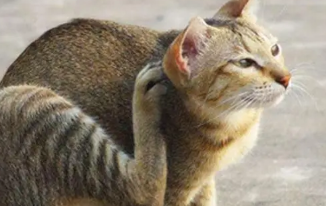 猫咪为什么喜欢抓痒痒