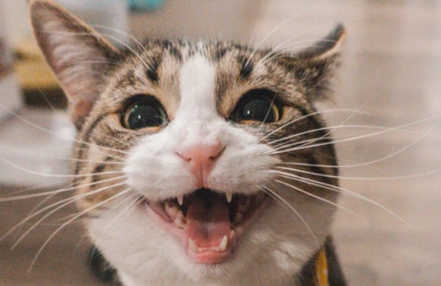 猫咪为什么冲着自己叫叫个不停 猫咪为什么冲着自己叫叫个不停