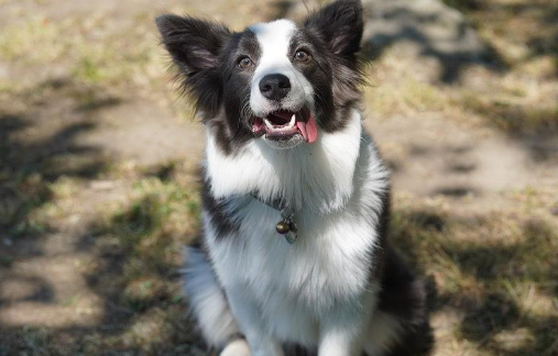 边牧是不是禁养犬 边牧是不是禁养犬