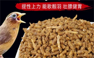 鸟吃什么提性快中药