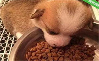 如何自制狗断奶粮视频