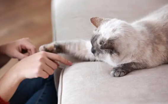 猫咪认主的5大征兆