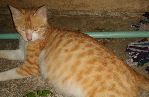 喂养流浪猫的危害,你了解多少? 喂养流浪猫的危害,你了解多少?
