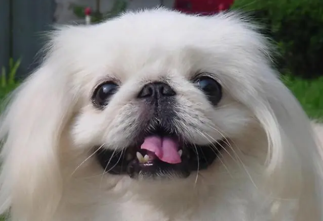 狗狗调理肠胃吃什么药 狗狗调理肠胃吃什么药
