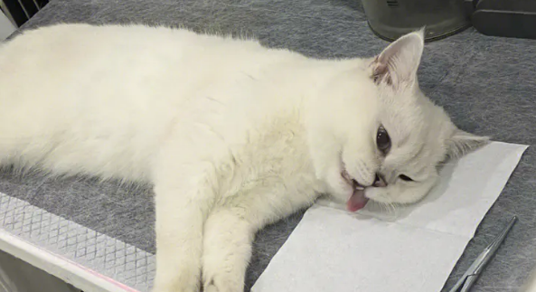 猫咪必须要绝育吗