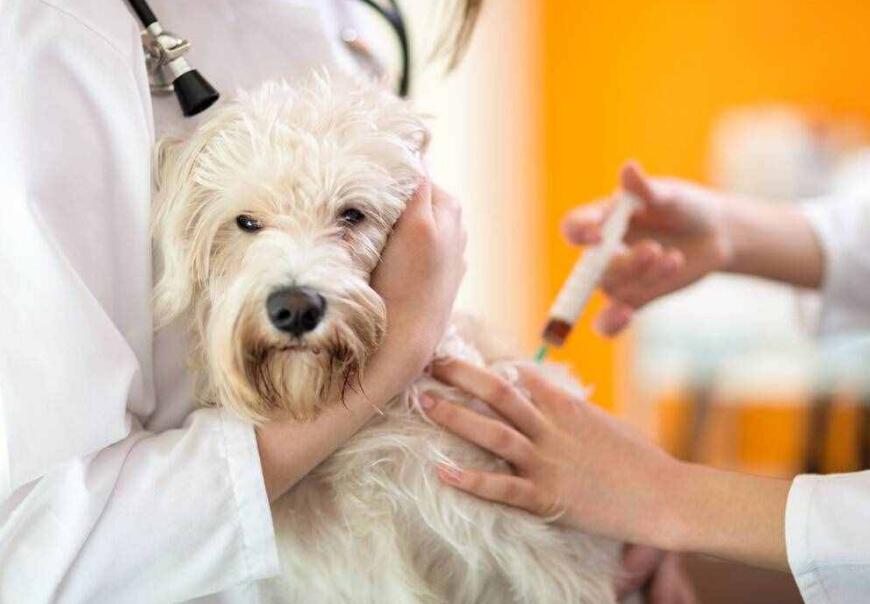 狗狗六个月没打过疫苗 狗狗六个月没打过疫苗