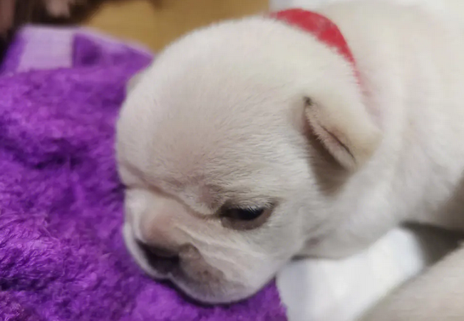幼犬拉稀怎么办最有效的方法 幼犬拉稀怎么办最有效的方法