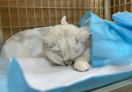 猫怀孕20多天绝育了