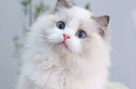 布偶猫属于什么档次的猫