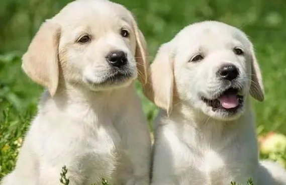拉布拉多幼犬一般多少钱一只啊