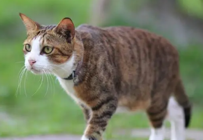 宠物猫跑了能不能自己回来 宠物猫跑了能不能自己回来