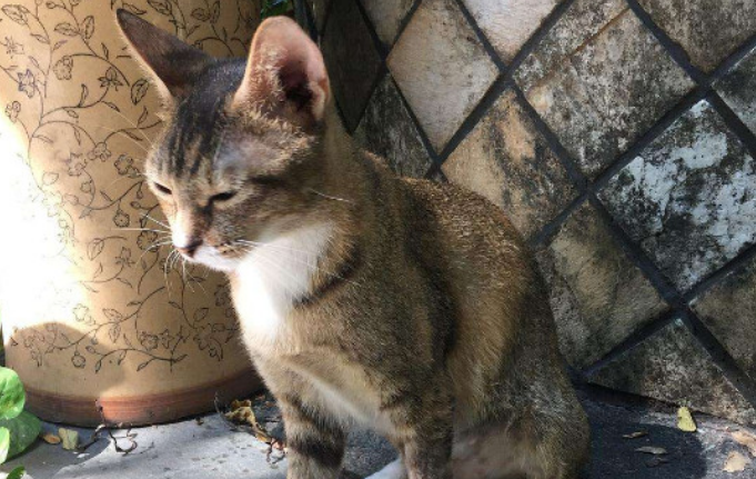 猫进家里有什么寓意 猫进家里有什么寓意