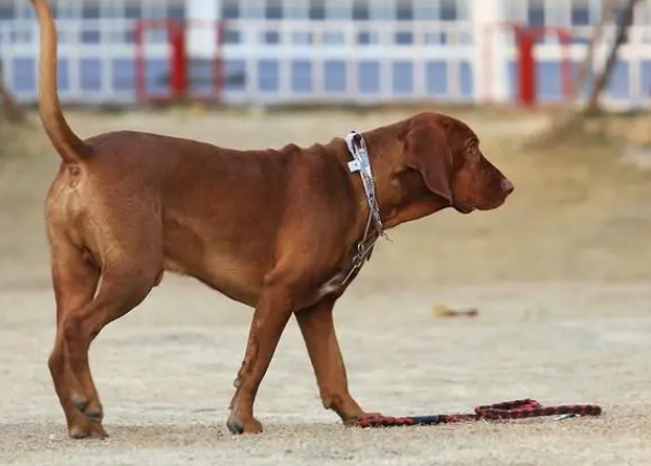 红骨猎浣熊犬外耳炎有什么症状?病因是什么? 红骨猎浣熊犬外耳炎有什么症状?病因是什么?