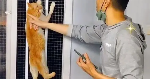 救助容易安置难,被伤害过的流浪猫,愿今后它能被世界温柔以待 救助容易安置难,被伤害过的流浪猫,愿今后它能被世界温柔以待