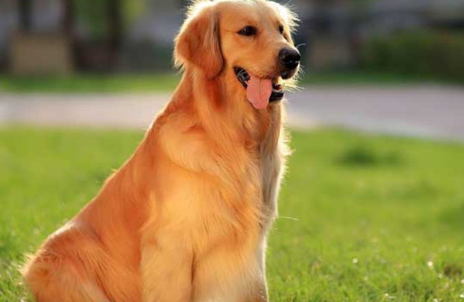 大型犬有哪几种