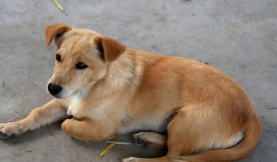 土狗的眼屎比较多是什么原因导致的？