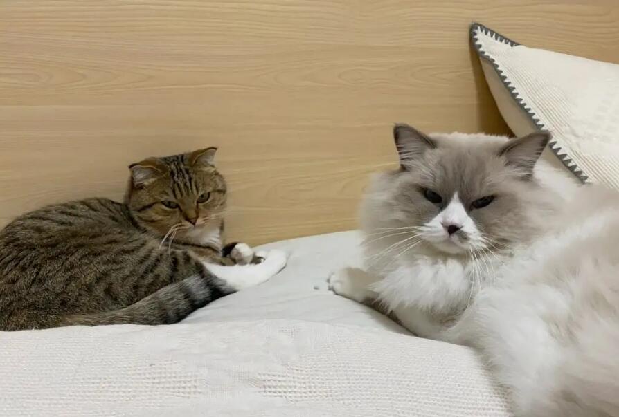 猫咪为什么晚上吵架不睡觉呢 猫咪为什么晚上吵架不睡觉呢