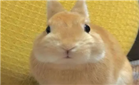 小兔养多久才会生兔子