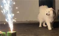 狗狗追烟花是怎么回事
