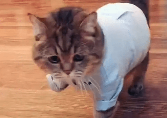 猫腿一瘸一拐但能走路