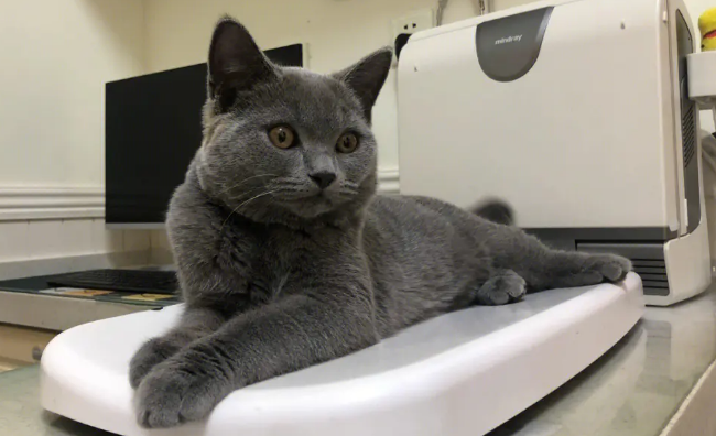 黑猫和蓝猫串生出来什么?你知道吗? 黑猫和蓝猫串生出来什么?你知道吗?