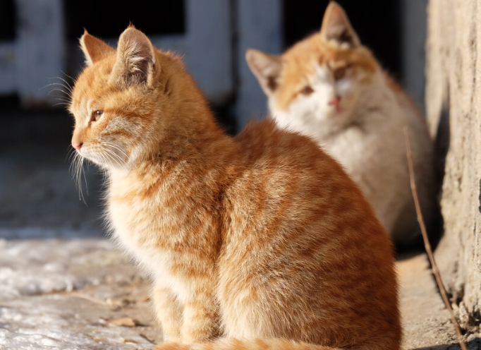 萌宠小知识：流浪猫捡回来必做的几件事是什么？