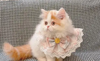 米怒特矮脚猫价格 百度百科