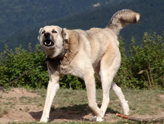 安纳托利亚牧羊犬怎么护理?来看看吧 安纳托利亚牧羊犬怎么护理?来看看吧