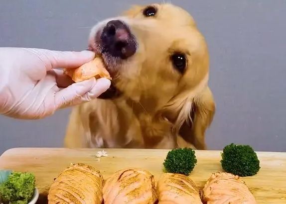 喂狗狗三文鱼一天的量