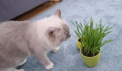 三个月小猫可以吃猫草吗 三个月小猫可以吃猫草吗