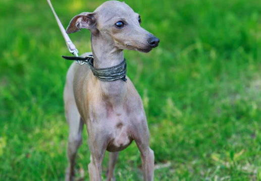 灵缇和格力犬的区别