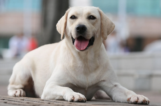 一只拉布拉多犬多少钱 一只拉布拉多犬多少钱